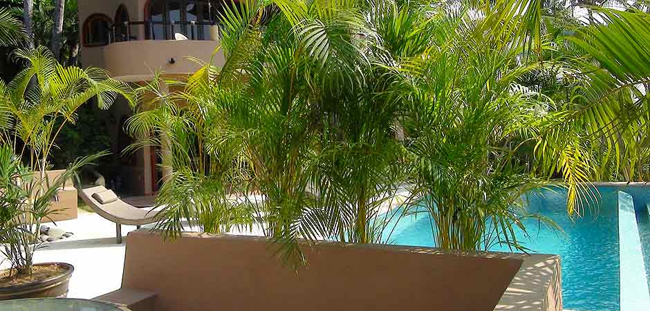 Vista Celeste Palms around Pool